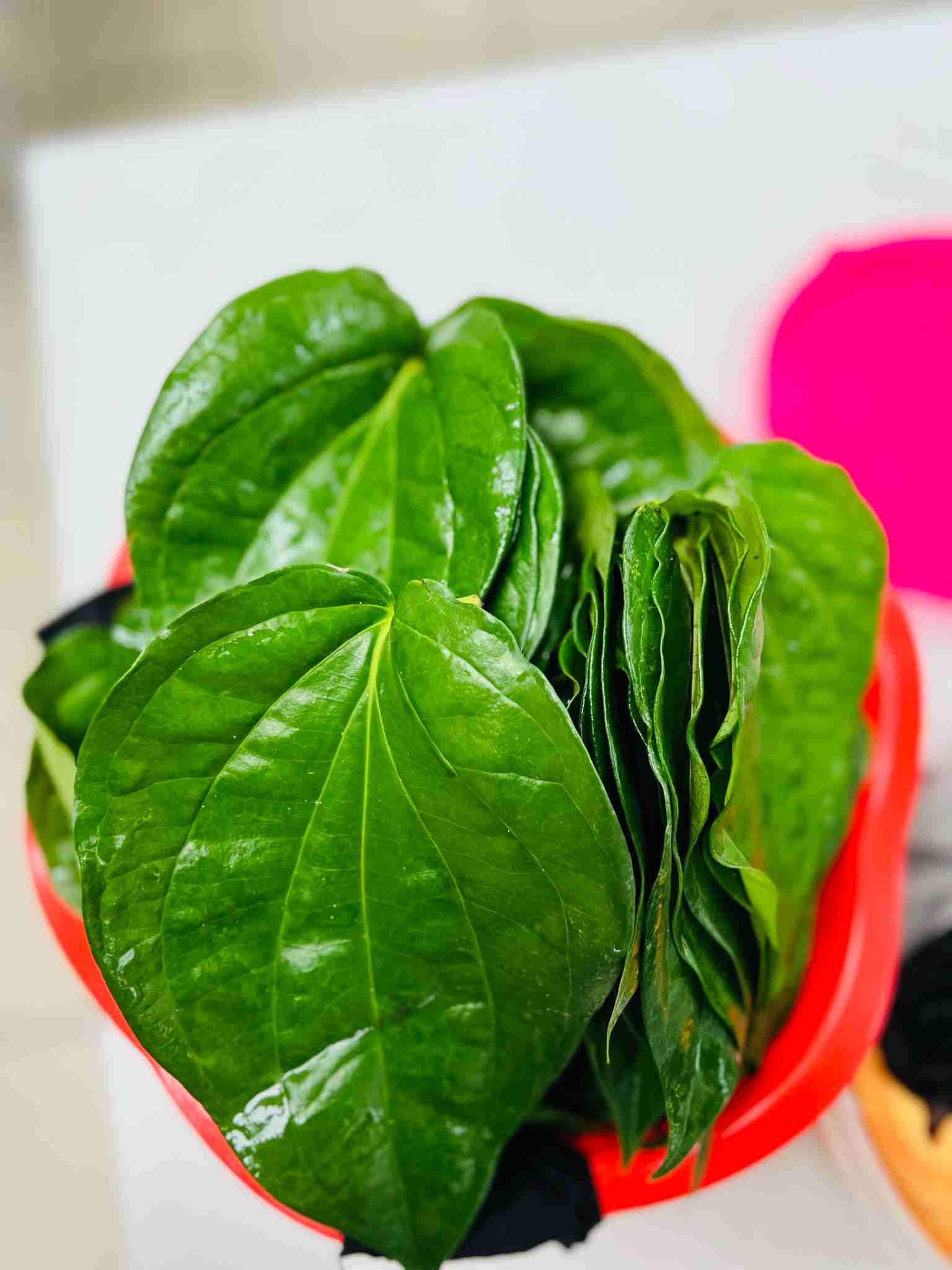 A red bowl filled with fresh, vibrant green heart-shaped betel leaves (Pan Pata) at Bismillah Grocery & Meat Market.