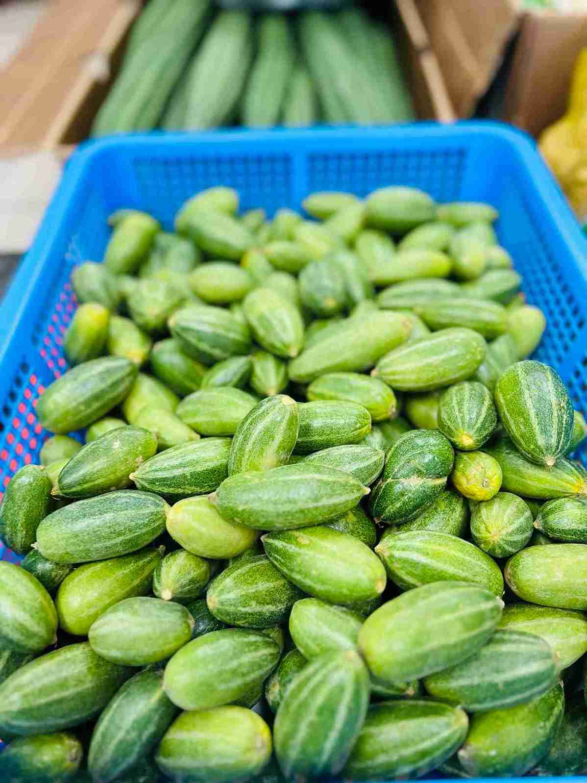 A blue crate filled with fresh green pointed gourds, known as Potol, on display at Bismillah Grocery & Meat Market.